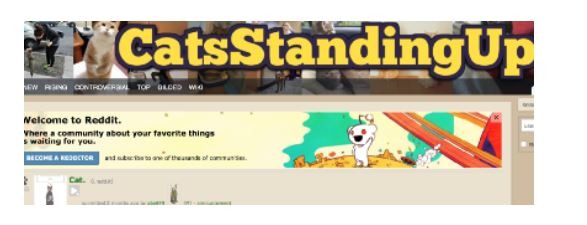 To cats taking a stand